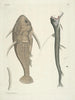 van Poissons, serpents, insectes et quelques autres animaux, ainsi que quelques photos de plantes Pl109 - Mark Catesby — weergave van het kunstwerk