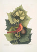 Platinus Occidentalis Le Platane Occidental Muscicapa Rubra Le Tangara d'Été - Mark Catesby — weergave van het kunstwerk