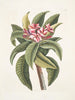 Plumeria - Mark Catesby — weergave van het kunstwerk