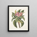 Plumeria - Mark Catesby — ingelijst kunstwerk aan de muur