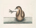 De zwarte nekfuut - Mark Catesby — weergave van het kunstwerk
