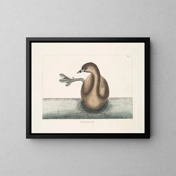 De zwarte nekfuut - Mark Catesby — ingelijst kunstwerk aan de muur
