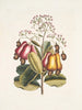 Pomifera c Le Cushew Tree - Mark Catesby — weergave van het kunstwerk