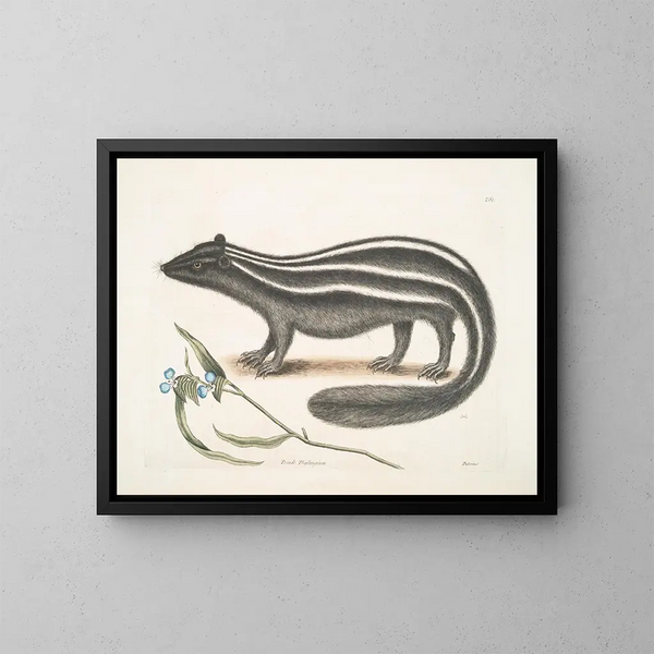 PseudoPhalangium ramosum Putorius le Putois - Mark Catesby — ingelijst kunstwerk aan de muur