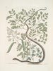 Pseudo Santalum croceum Brasiletto Passiflore c Anguis gracilis getekende La couleuvre ruban getekende - Mark Catesby — weergave van het kunstwerk