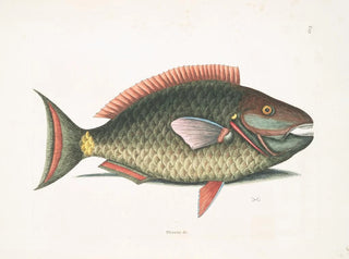 Mark Catesby - Psittacus c The ParrotFish.webp