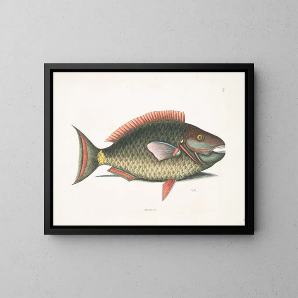 Psittacus en de papegaaivis - Mark Catesby — ingelijst kunstwerk aan de muur