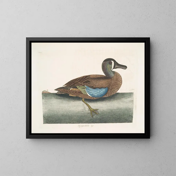 Zwartkop eend met witte gezicht - Mark Catesby — ingelijst kunstwerk aan de muur