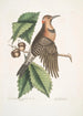Quercus Castanea foliis procera Arbor Virginiana Chêne Châtaignier Picus carius major alis aureis Le Pic aux Ailes Dorées - Mark Catesby — weergave van het kunstwerk