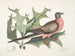 Chêne écarlate, feuilles plus larges et épineuses, Pigeon migrateur - Mark Catesby — weergave van het kunstwerk