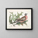 Chêne écarlate, feuilles plus larges et épineuses, Pigeon migrateur - Mark Catesby — ingelijst kunstwerk aan de muur