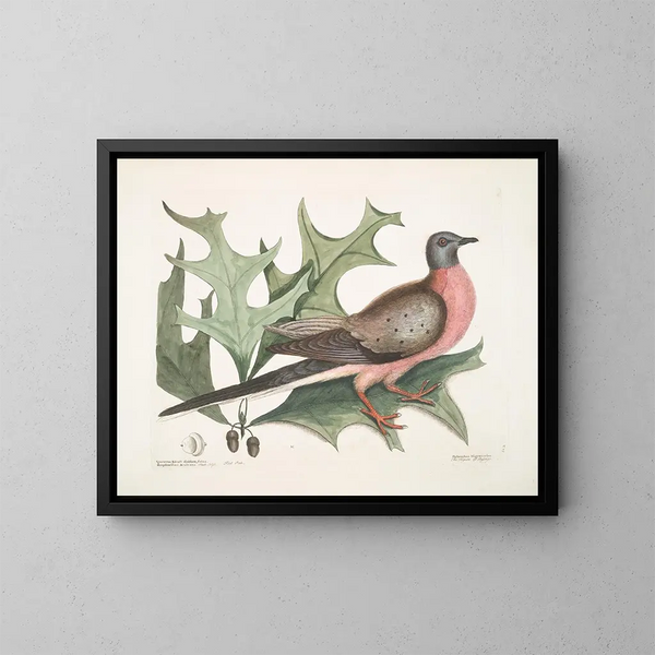 Chêne écarlate, feuilles plus larges et épineuses, Pigeon migrateur - Mark Catesby — ingelijst kunstwerk aan de muur