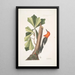 Quercus folio non serrato in summitate quasi triangulo Chêne d'Eau Picus capite toto rubro Le Pic à Tête Rouge - Mark Catesby — ingelijst kunstwerk aan de muur