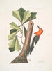 Quercus folio non serrato in summitate quasi triangulo Chêne d'Eau Picus capite toto rubro Le Pic à Tête Rouge - Mark Catesby — weergave van het kunstwerk
