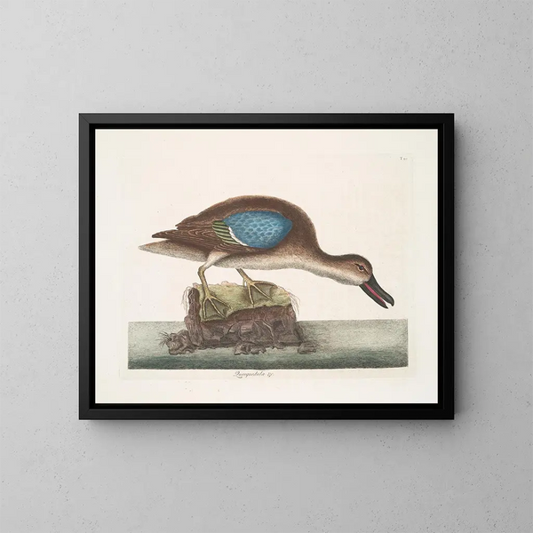 De blauwe vleugel fluitende eend - Mark Catesby — ingelijst kunstwerk aan de muur