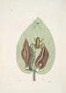 Rana viridis arborea La Rainette Verte Arum Americanum L'Herbe à Mouffette - Mark Catesby — weergave van het kunstwerk