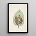 Rana viridis arborea La Rainette Verte Arum Americanum L'Herbe à Mouffette - Mark Catesby — ingelijst kunstwerk aan de muur