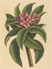 Frangipanni rood Plumeria rubra - Mark Catesby — weergave van het kunstwerk