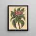 Frangipanni rood Plumeria rubra - Mark Catesby — ingelijst kunstwerk aan de muur