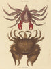 Crabe Rocheux Motté Rouge Cancer grapsus - Mark Catesby — weergave van het kunstwerk