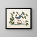 L'oiseau bleu - Mark Catesby — ingelijst kunstwerk aan de muur