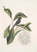 Rubicilla minor nigra De Kleine Bouvreuil Noir Amelanchier c L'Arbre à Franges - Mark Catesby — weergave van het kunstwerk