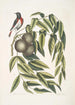 Ruticilla Americana Le Paruline à Gorge Rouge Juglans Nigra Le Noyer Noir - Mark Catesby — weergave van het kunstwerk