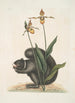 L Sciurus Niger Kunstdruk L'Écureuil Noir Calceolus Le Sabot de Vénus - Mark Catesby — weergave van het kunstwerk