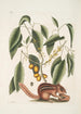 Sciurus L'Écureuil Terrestre Cornus L'Arbre à Mastic - Mark Catesby — weergave van het kunstwerk