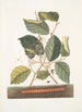 Scolopendra Hamamelis - Mark Catesby — weergave van het kunstwerk