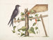Smilax c. Hirundo purpurea, le Martin pourpre - Mark Catesby — weergave van het kunstwerk