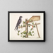 Smilax c. Hirundo purpurea, le Martin pourpre - Mark Catesby — ingelijst kunstwerk aan de muur