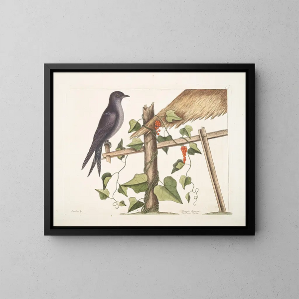 Smilax c. Hirundo purpurea, le Martin pourpre - Mark Catesby — ingelijst kunstwerk aan de muur