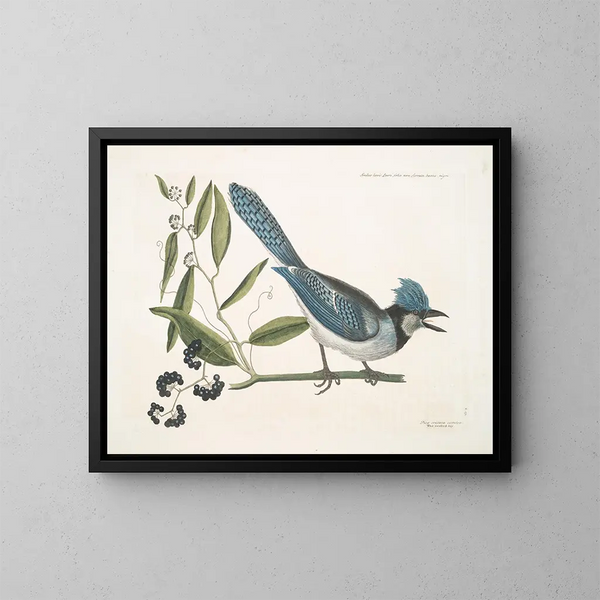 Smilax lisse, laurier à feuilles non dentées, baies noires, le Smilax à feuilles de laurier, Pica cristata carulea, le Geai huppé bleu - Mark Catesby — ingelijst kunstwerk aan de muur
