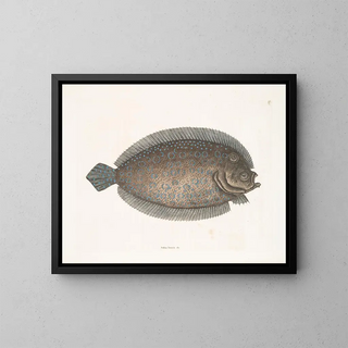 Mark Catesby - Solea lunata c The Sole.webp
