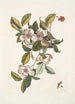 Steuartia Regulus Cristatus Vespa Ichneumon - Mark Catesby — weergave van het kunstwerk
