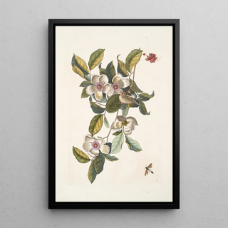 Mark Catesby - Steuartia Regulus Cristatus Vespa Ichneumon.webp