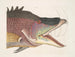 Le grand poisson-hogfish - Mark Catesby — weergave van het kunstwerk