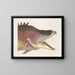 Le grand poisson-hogfish - Mark Catesby — ingelijst kunstwerk aan de muur