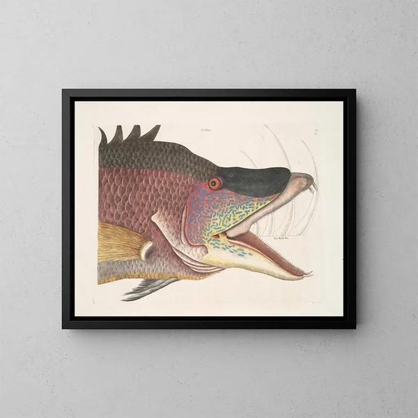 Le grand poisson-hogfish - Mark Catesby — ingelijst kunstwerk aan de muur