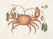 Tapie en aardse kanker, de aardkreeft - Mark Catesby — weergave van het kunstwerk