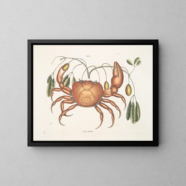Tapie en aardse kanker, de aardkreeft - Mark Catesby — ingelijst kunstwerk aan de muur