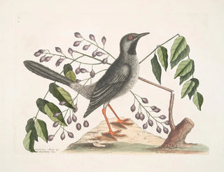 L'arbre Gumelimy - Mark Catesby — weergave van het kunstwerk
