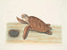 Schildpad caouanne - Mark Catesby — weergave van het kunstwerk