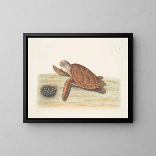 Mark Catesby - Testudo Caretta The HawksbillTurtle.webp