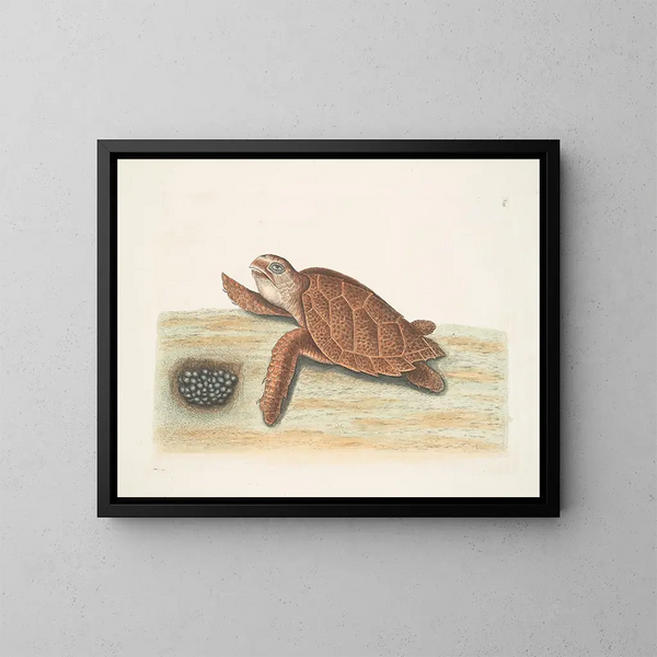 Schildpad caouanne - Mark Catesby — ingelijst kunstwerk aan de muur