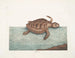 La tortue caouanne - Mark Catesby — weergave van het kunstwerk