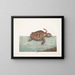 La tortue caouanne - Mark Catesby — ingelijst kunstwerk aan de muur