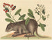 Le coney des Bahamas - Mark Catesby — weergave van het kunstwerk