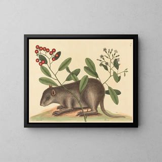 Mark Catesby - The Bahama Coney Mus Monax.webp
